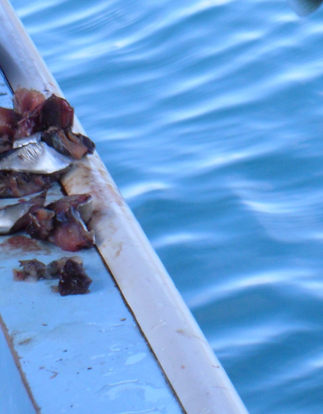 Hook, Line, Sinker how to fish without a pole in Bali