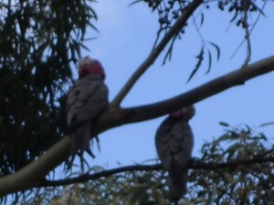 These guys were just hanging out in the front yard. Pink & Greys, in case my zoom-work has obscured that usually obvious bit.