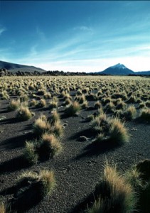 exploding tufts of grass in the desert