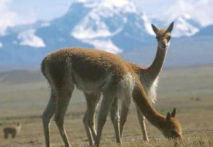 keepers of the desert - the vicuÃ±a