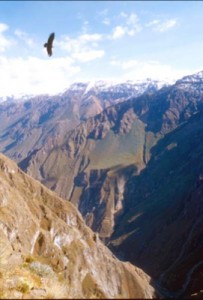 A quintessential moment in the canyon - a condor takes flight