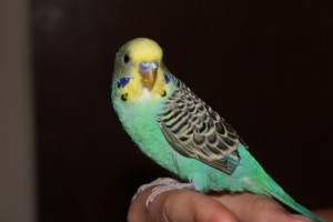 A Budgie! Who kindly requests never to be involved in any budgie smuggling.