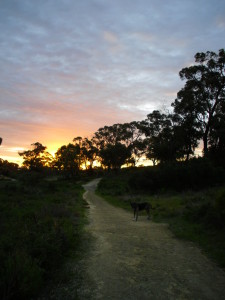 Martie's evening walk - can't complain too much about this house-sitting responsibility!