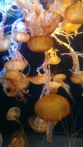multiple jellyfish - translucent orange yellow, long tentacles, Long Beach Aquarium 