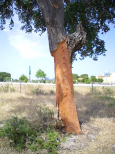 cork tree harvested bark Portugal