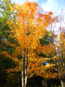 golden tree leaves changing color