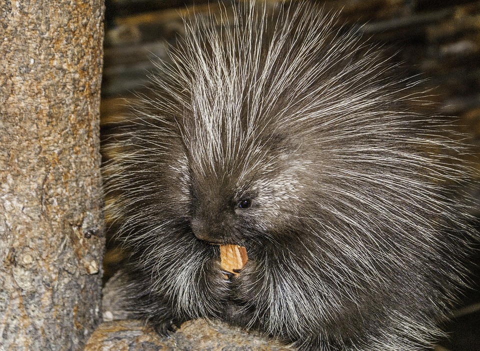 porcupine eating