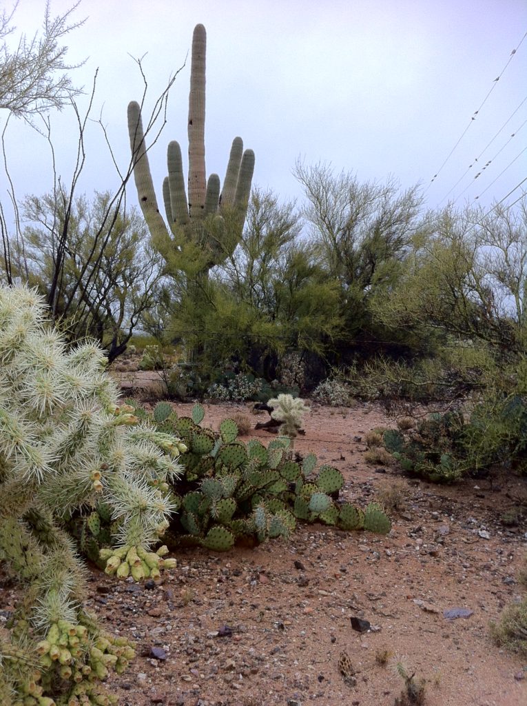 Desert plants captured by top slow travel blog Half the Clothes author on New Year's Day