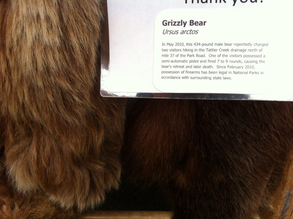 Toklat River Visitor's Center grizzly bear that was killed in Unit 29 in the Denali Backcountry