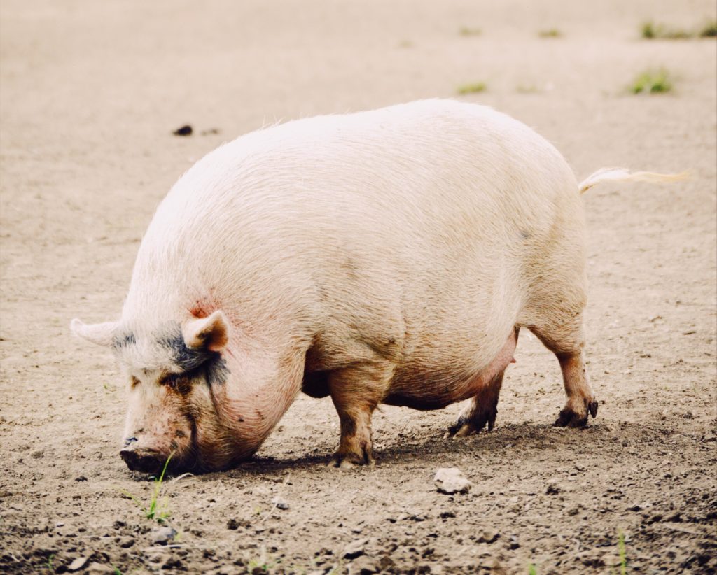 Is fructose bad for me? You bet your bottom dollar. Heres why. And its not just because you could get fat like this pig.