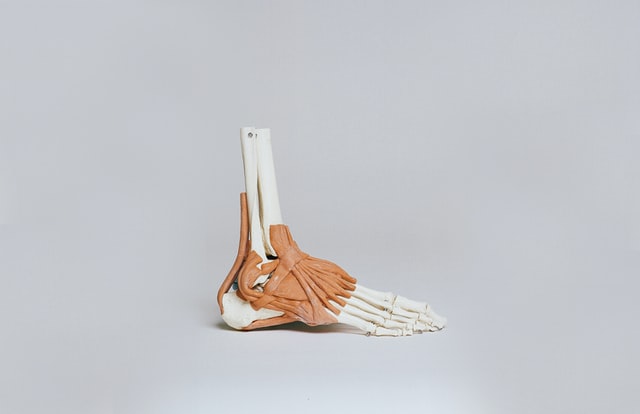 barefoot runner foot skeleton which dictates best barefoot running shoes and barefoot running technique needed